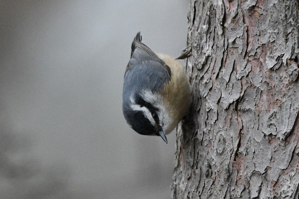 Red-breasted Nuthatch - ML529987111