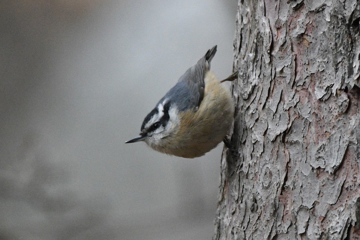 Red-breasted Nuthatch - ML529987121
