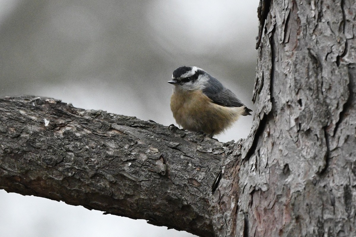 Red-breasted Nuthatch - ML529987131