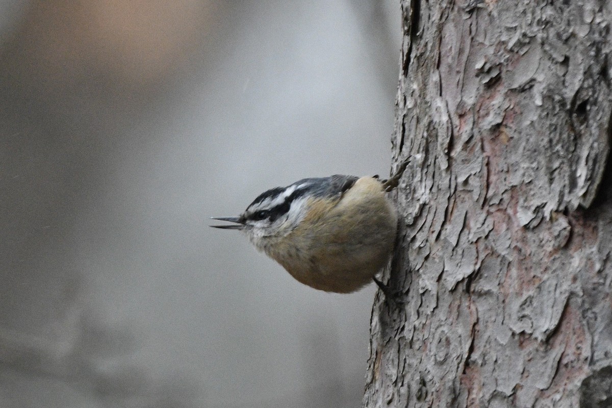 Red-breasted Nuthatch - ML529987141