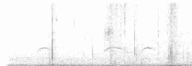 Патагонская трясохвостка - ML529987511