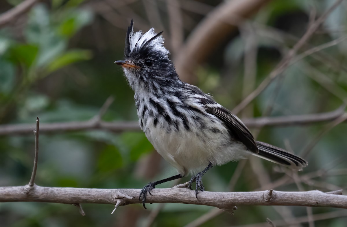 Pied-crested Tit-Tyrant - ML529987651