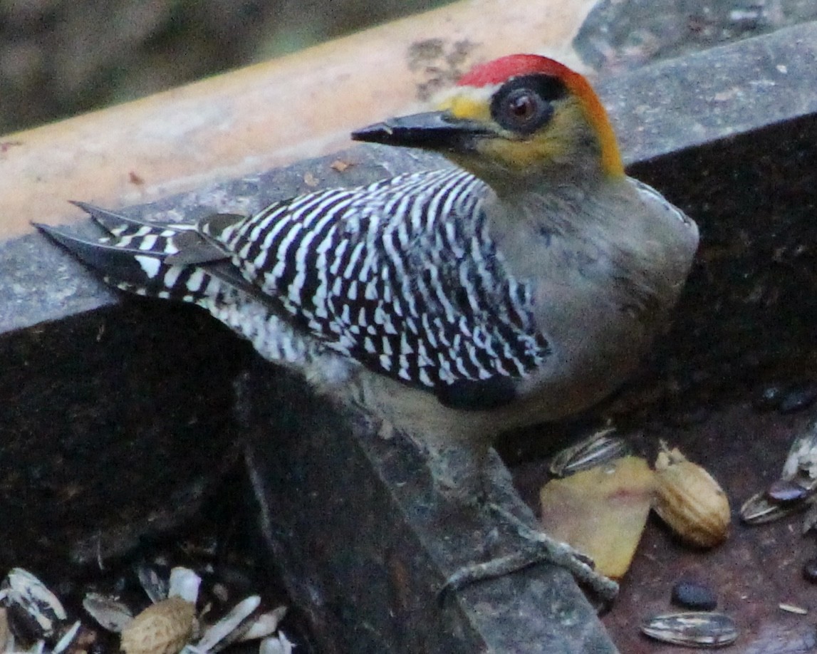Golden-cheeked Woodpecker - ML529990841