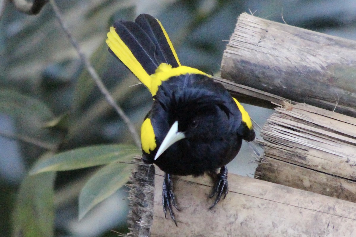 Yellow-winged Cacique - ML529991001