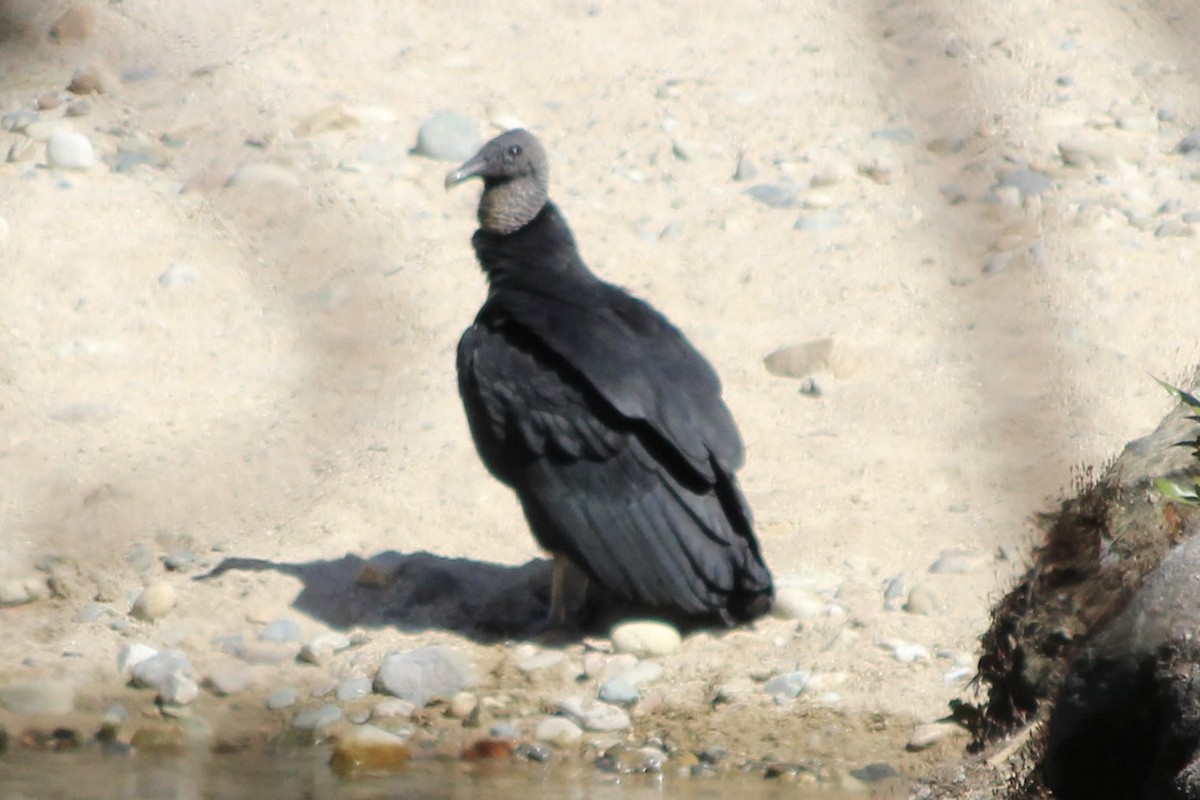Black Vulture - ML529991111