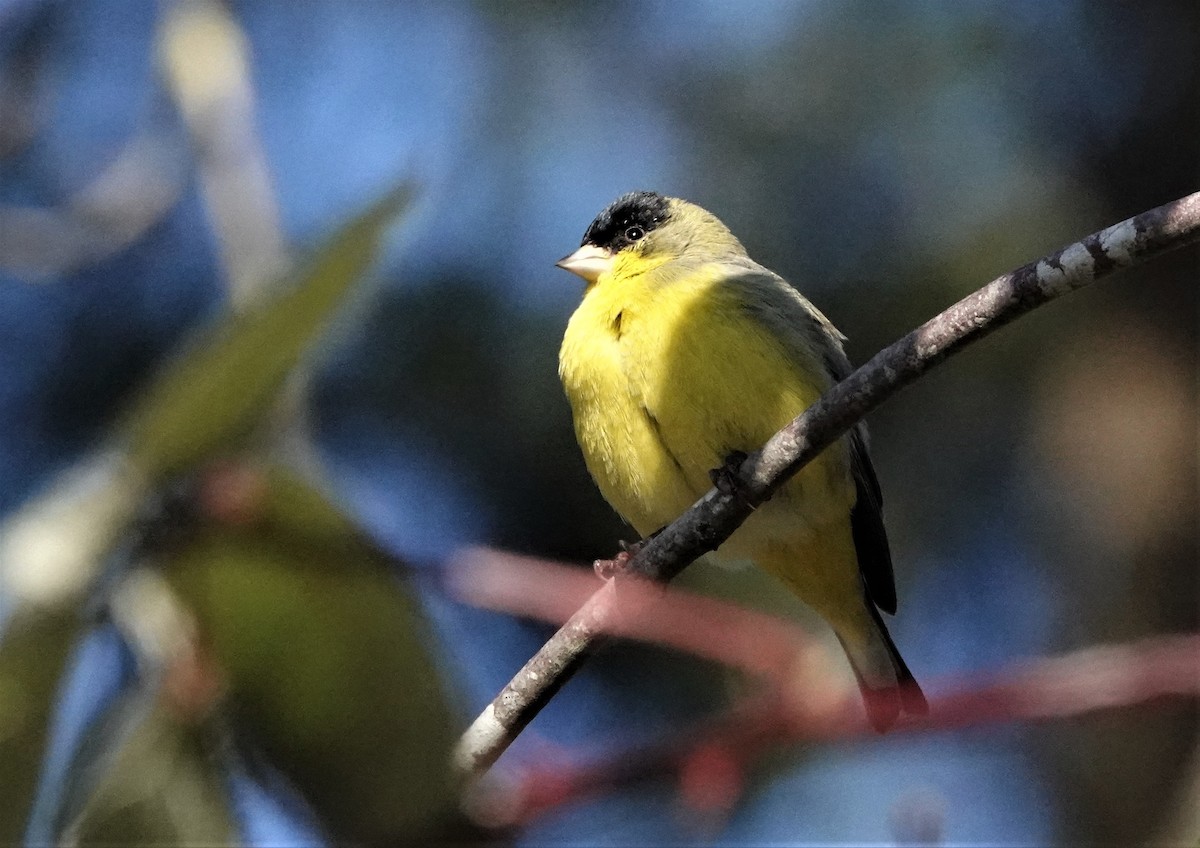 Lesser Goldfinch - Andrew Rivinus