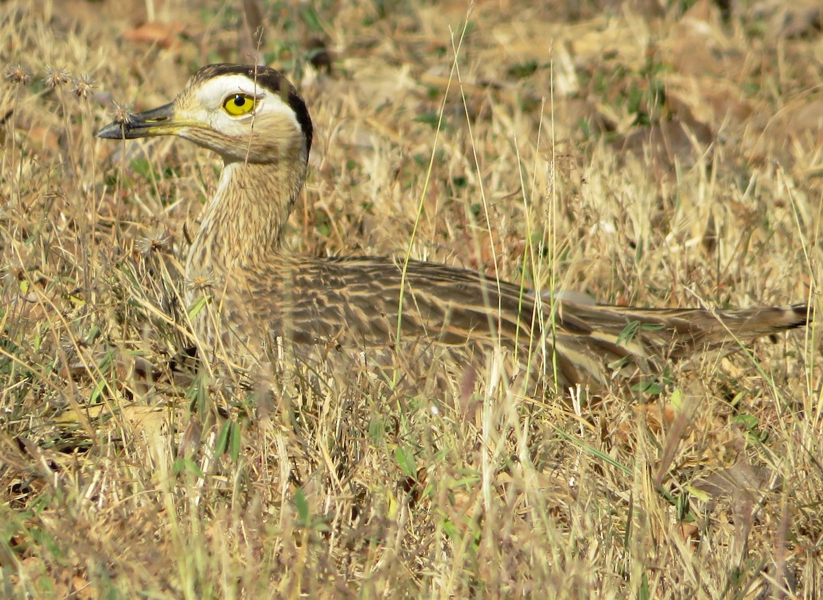 Double-striped Thick-knee - ML529993721