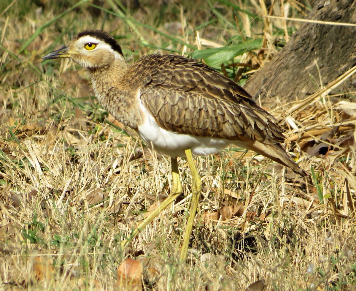 Double-striped Thick-knee - ML529993731