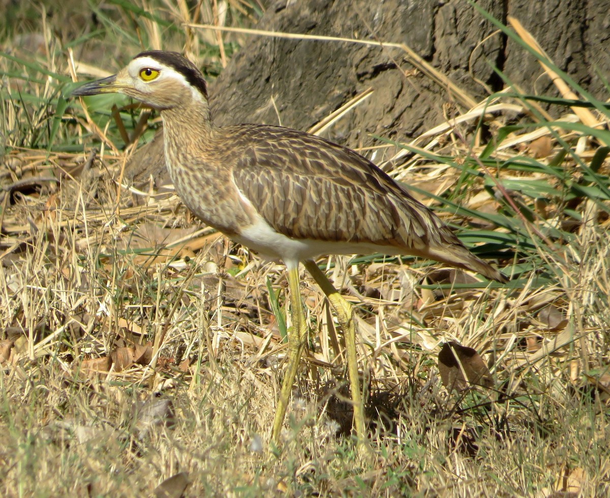 Double-striped Thick-knee - ML529993741