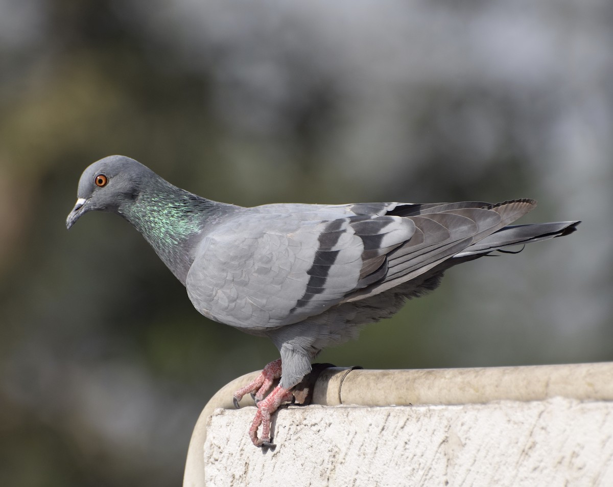 Rock Pigeon (Feral Pigeon) - John Bruin