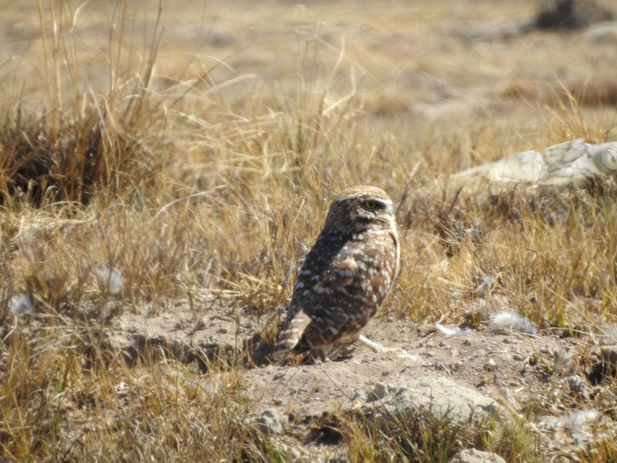 Burrowing Owl - ML529997731