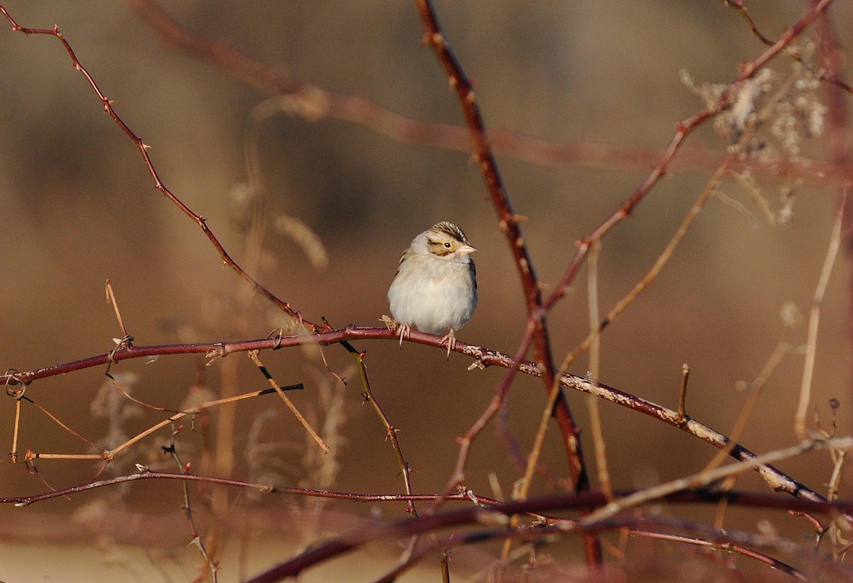 Clay-colored Sparrow - ML529998311