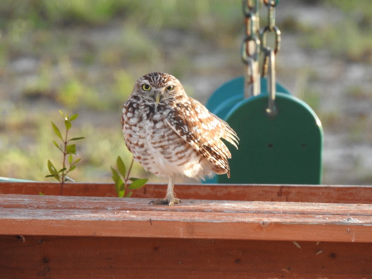 Burrowing Owl - ML529999191