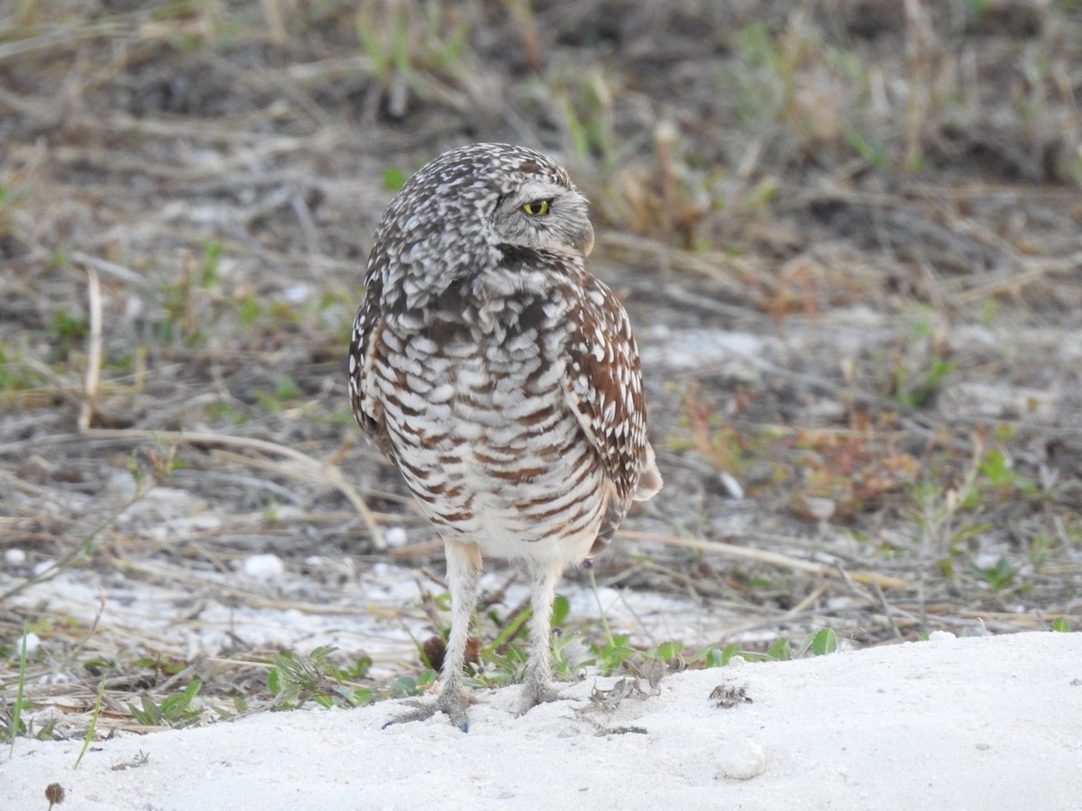 Burrowing Owl - ML529999201