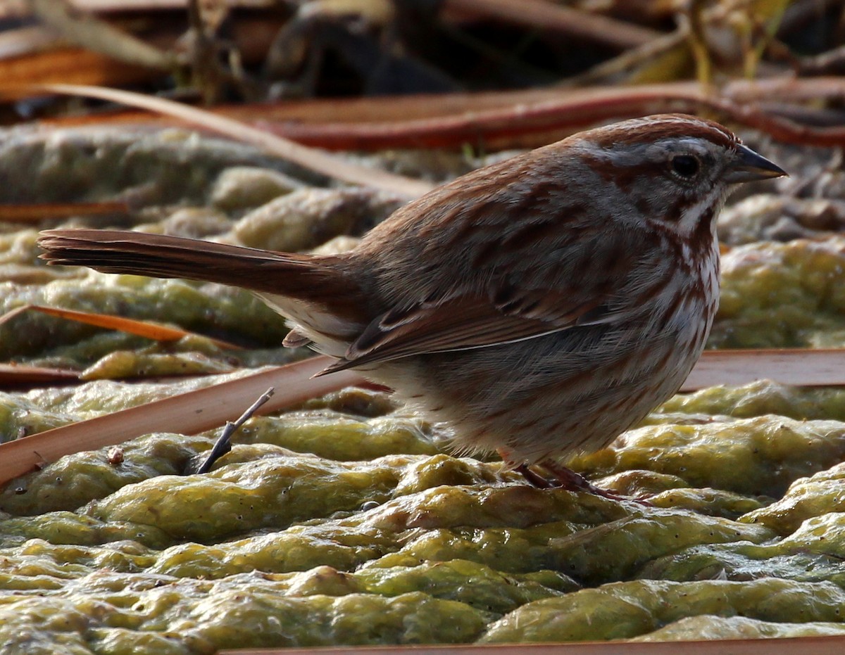 Song Sparrow (montana/merrilli) - ML53000981