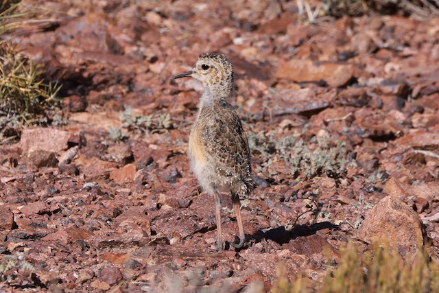 Bird molting into Juvenile plumage. - Tawny-throated Dotterel - 