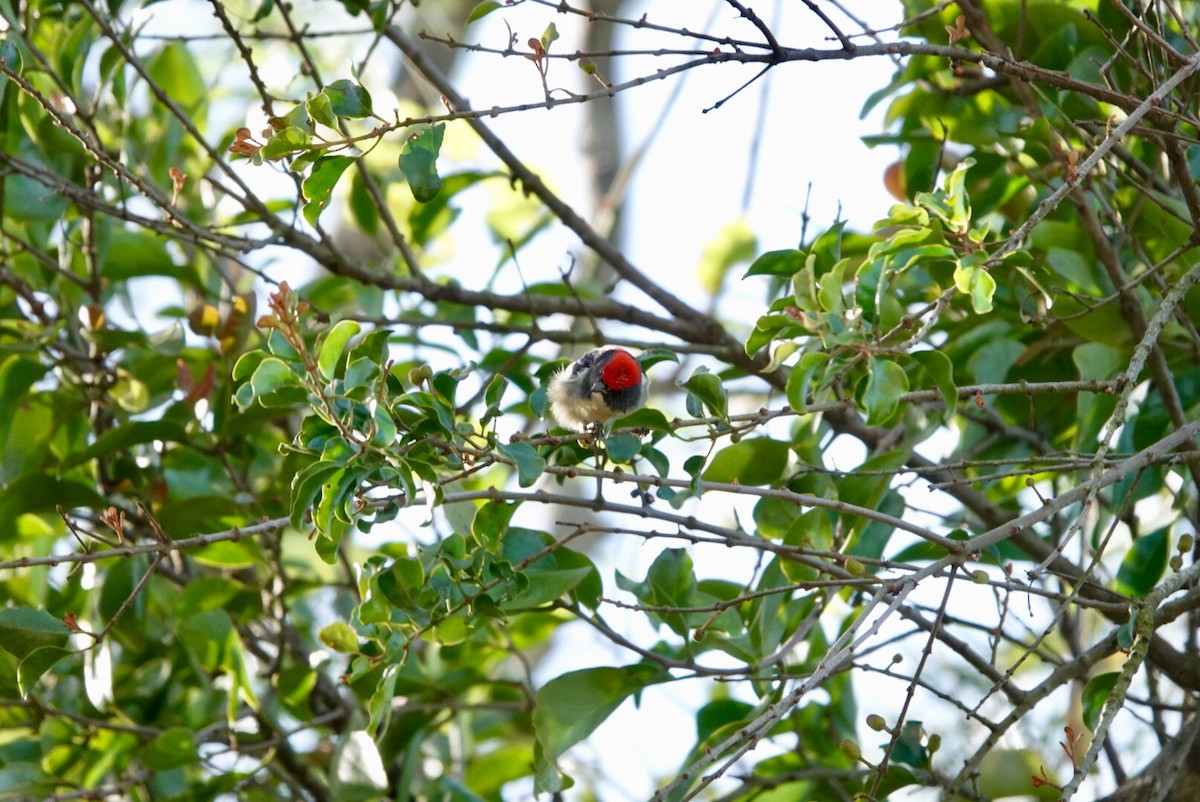 Scarlet-backed Flowerpecker - ML530015641