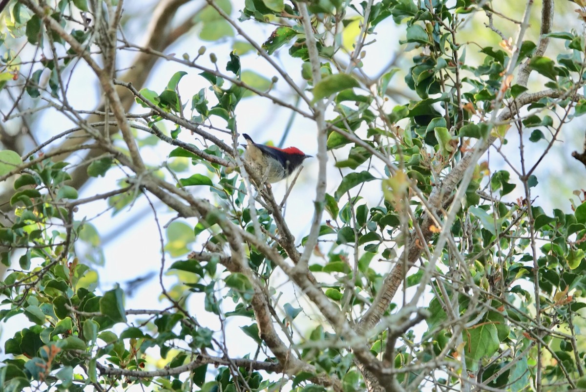 Scarlet-backed Flowerpecker - ML530015651