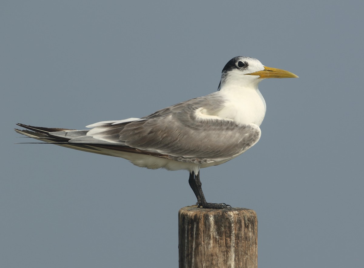 Great Crested Tern - ML530020521
