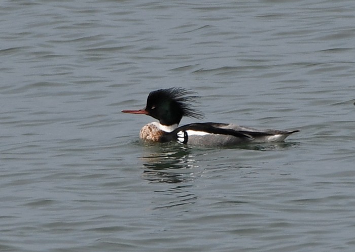 Red-breasted Merganser - MJ OnWhidbey