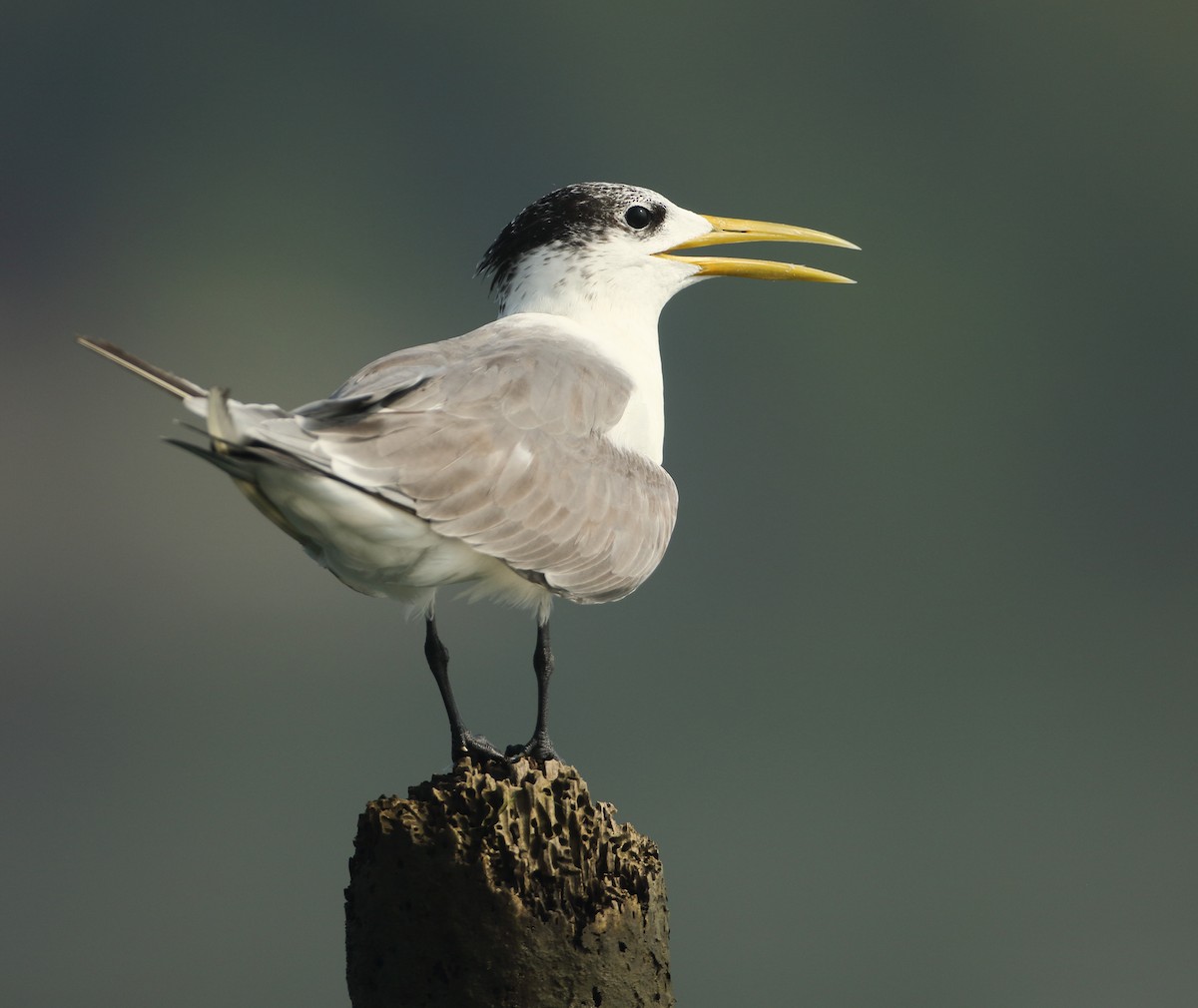 Great Crested Tern - ML530021921
