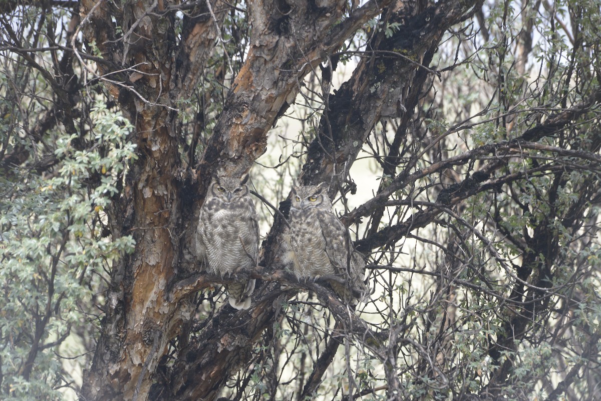 Lesser Horned Owl - Juan Julca Sangama