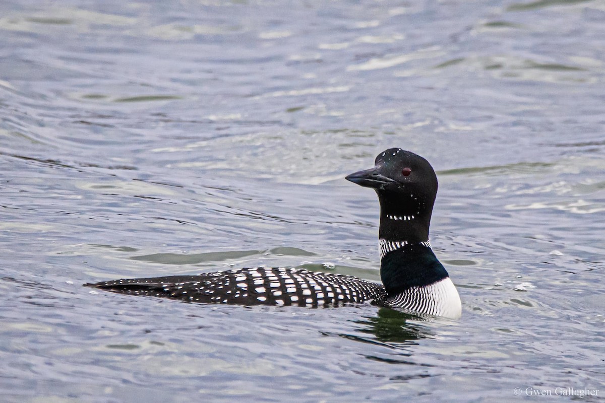 Common Loon - Gwen Gallagher