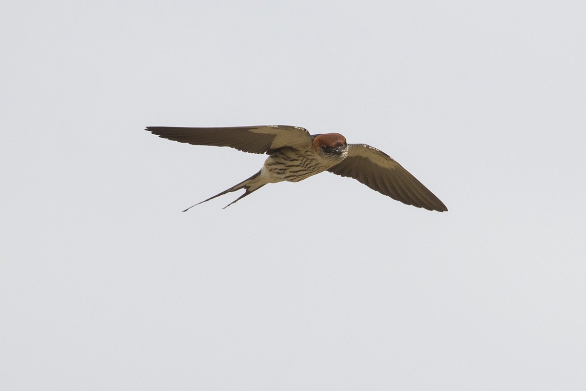 Greater Striped Swallow - ML530028921