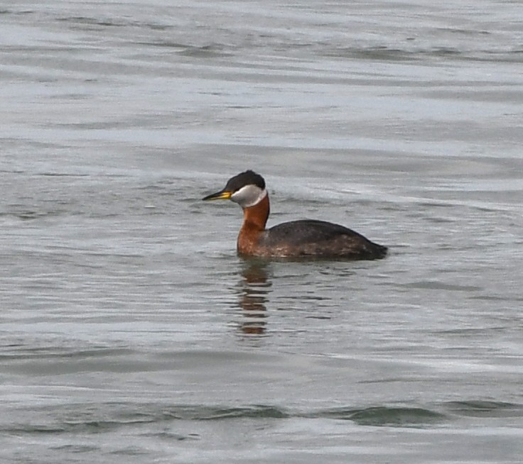 Red-necked Grebe - MJ OnWhidbey