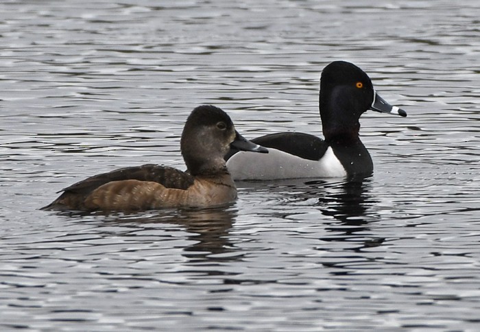 Ring-necked Duck - MJ OnWhidbey
