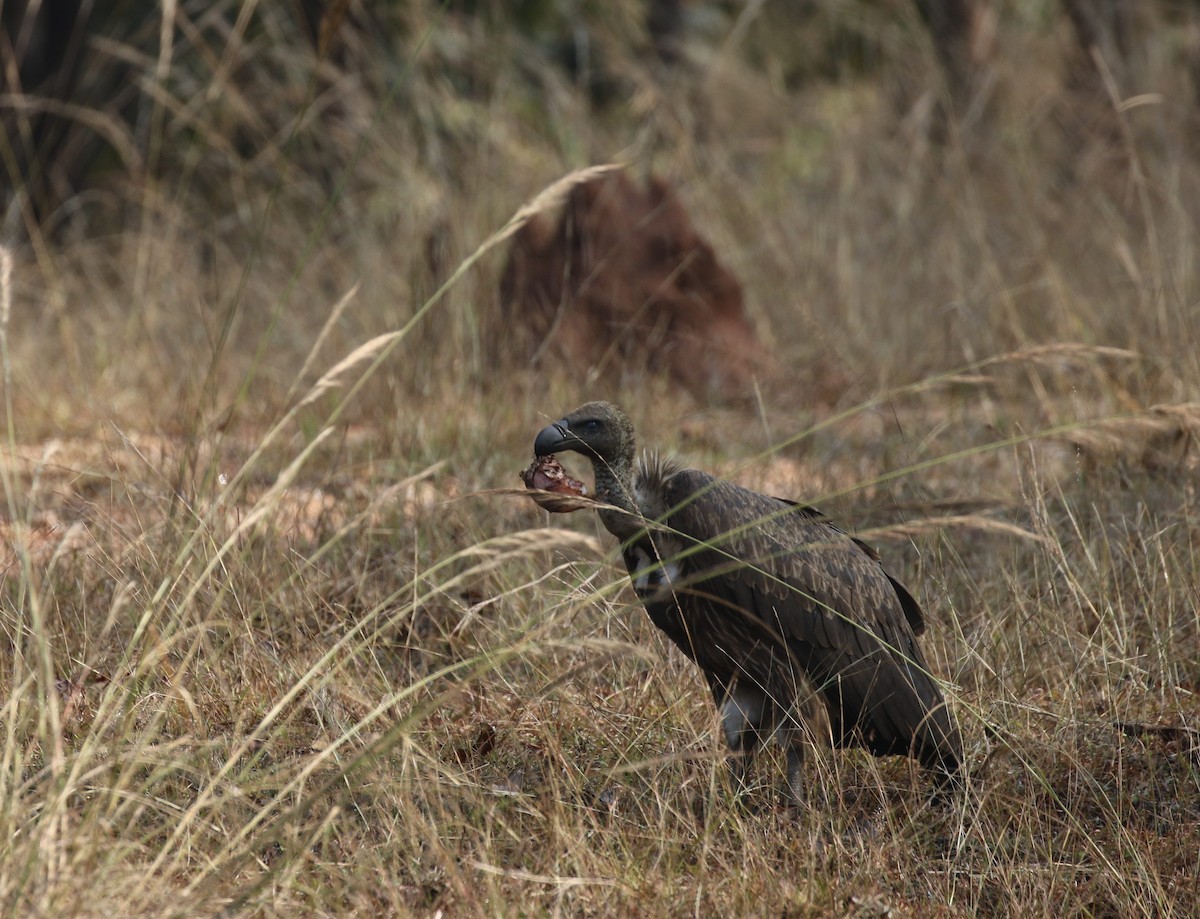 eBird Checklist - 16 Jan 2022 - Pench National Park, Sillari Gate - 104 ...