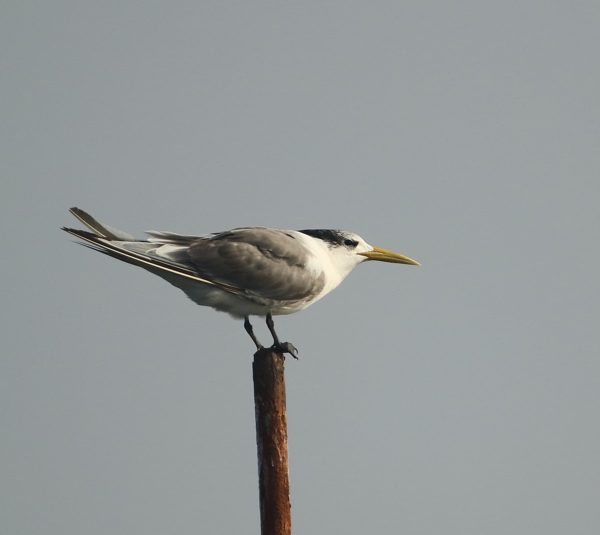 Great Crested Tern - ML530030811