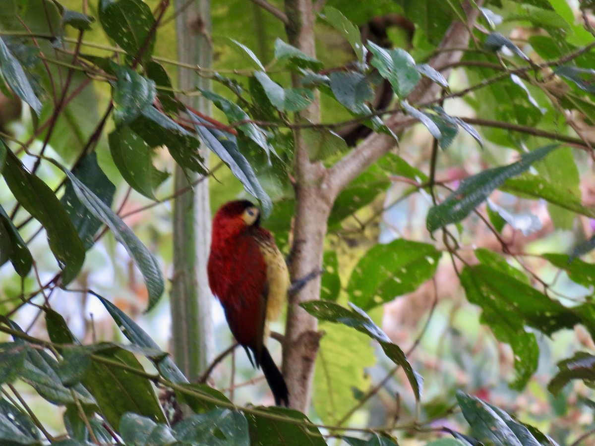Crimson-mantled Woodpecker - ML530032961