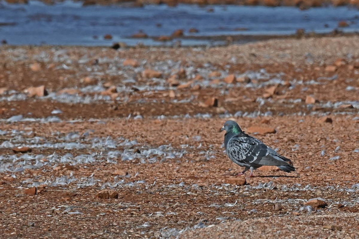 Rock Pigeon (Feral Pigeon) - ML530036851