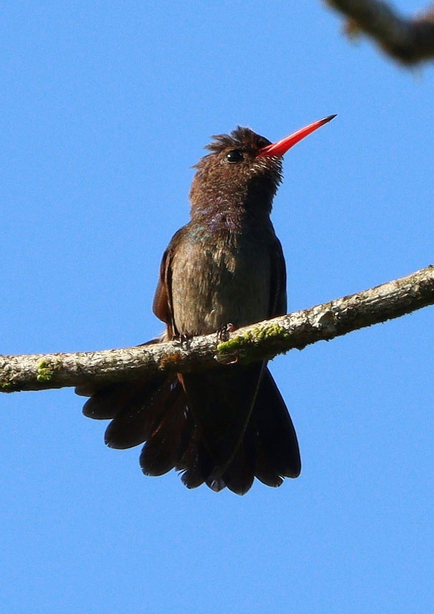 kolibřík bělobradý - ML530037751