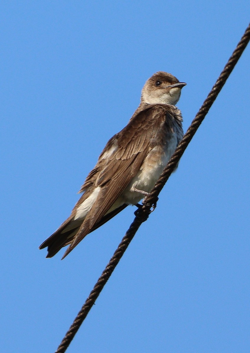 Brown-chested Martin - ML530037821