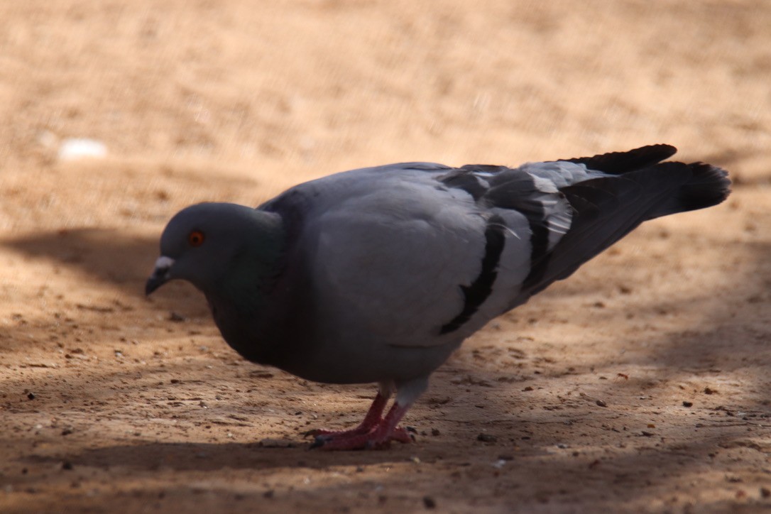 Rock Pigeon (Feral Pigeon) - ML530038251