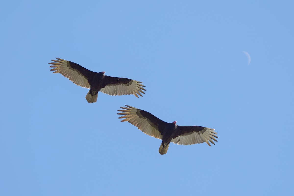 Turkey Vulture - ML53003941