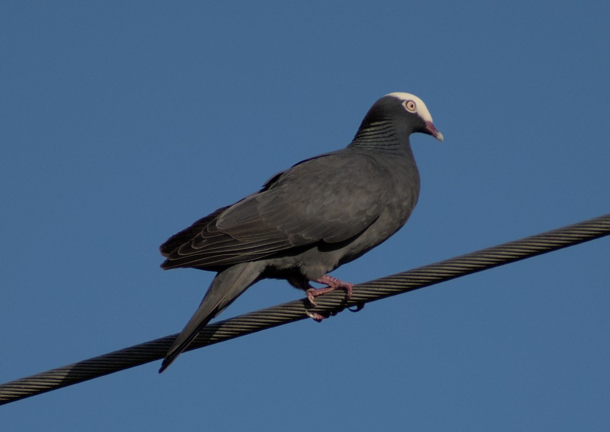 Pigeon à couronne blanche - ML530042821