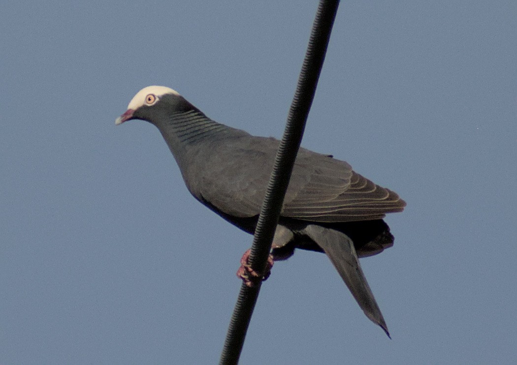 White-crowned Pigeon - ML530042841
