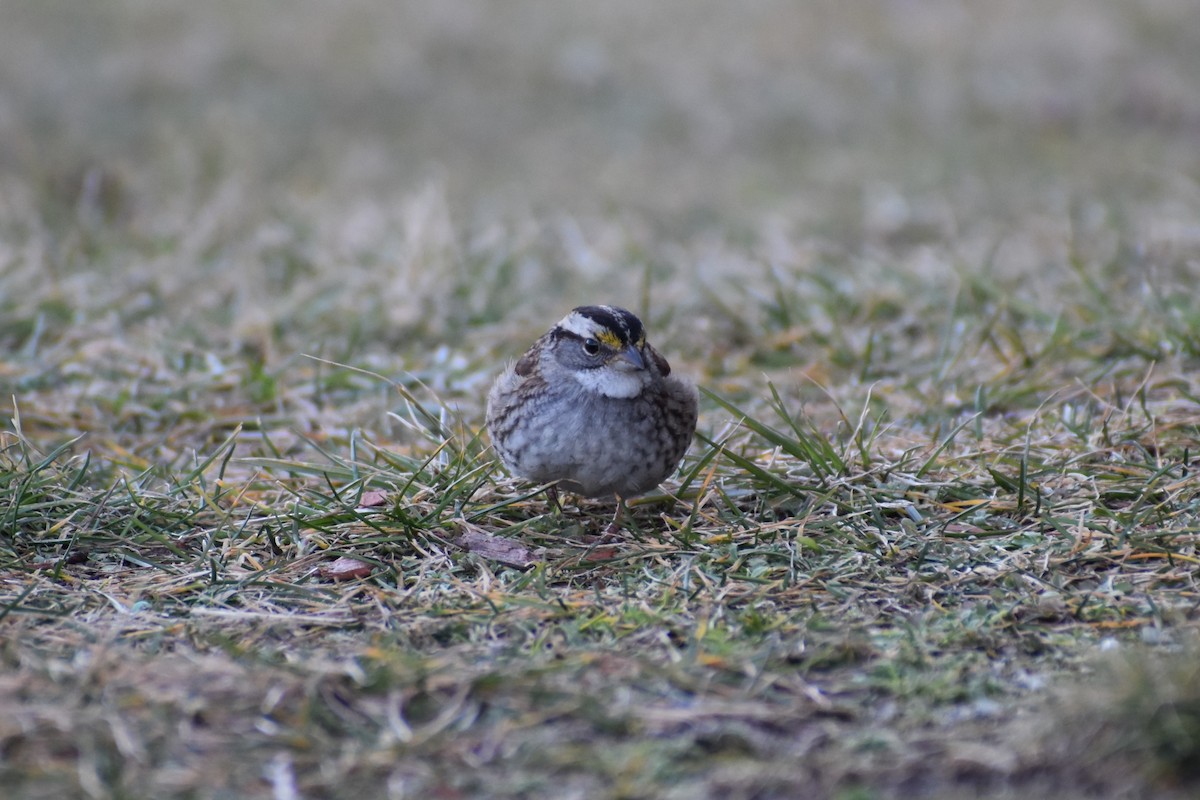 White-throated Sparrow - ML530044231