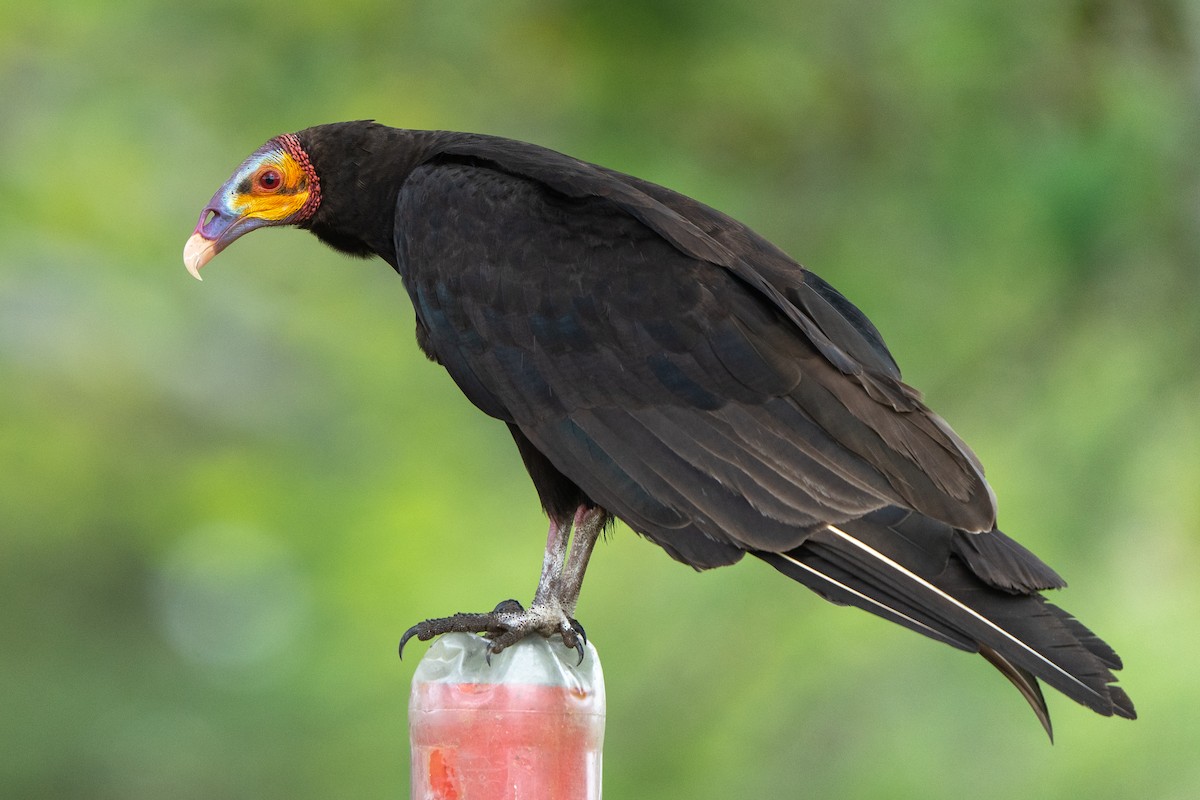 Lesser Yellow-headed Vulture - Anthony Batista