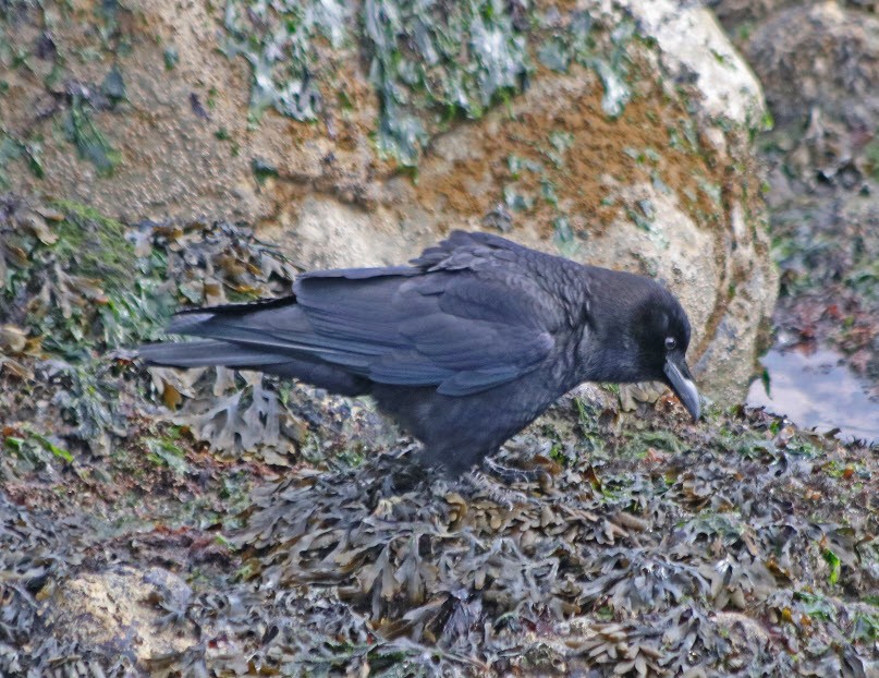 Common Raven - ML53005041