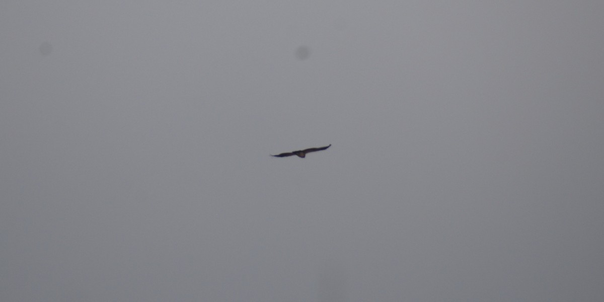 Black-chested Buzzard-Eagle - ML530051001