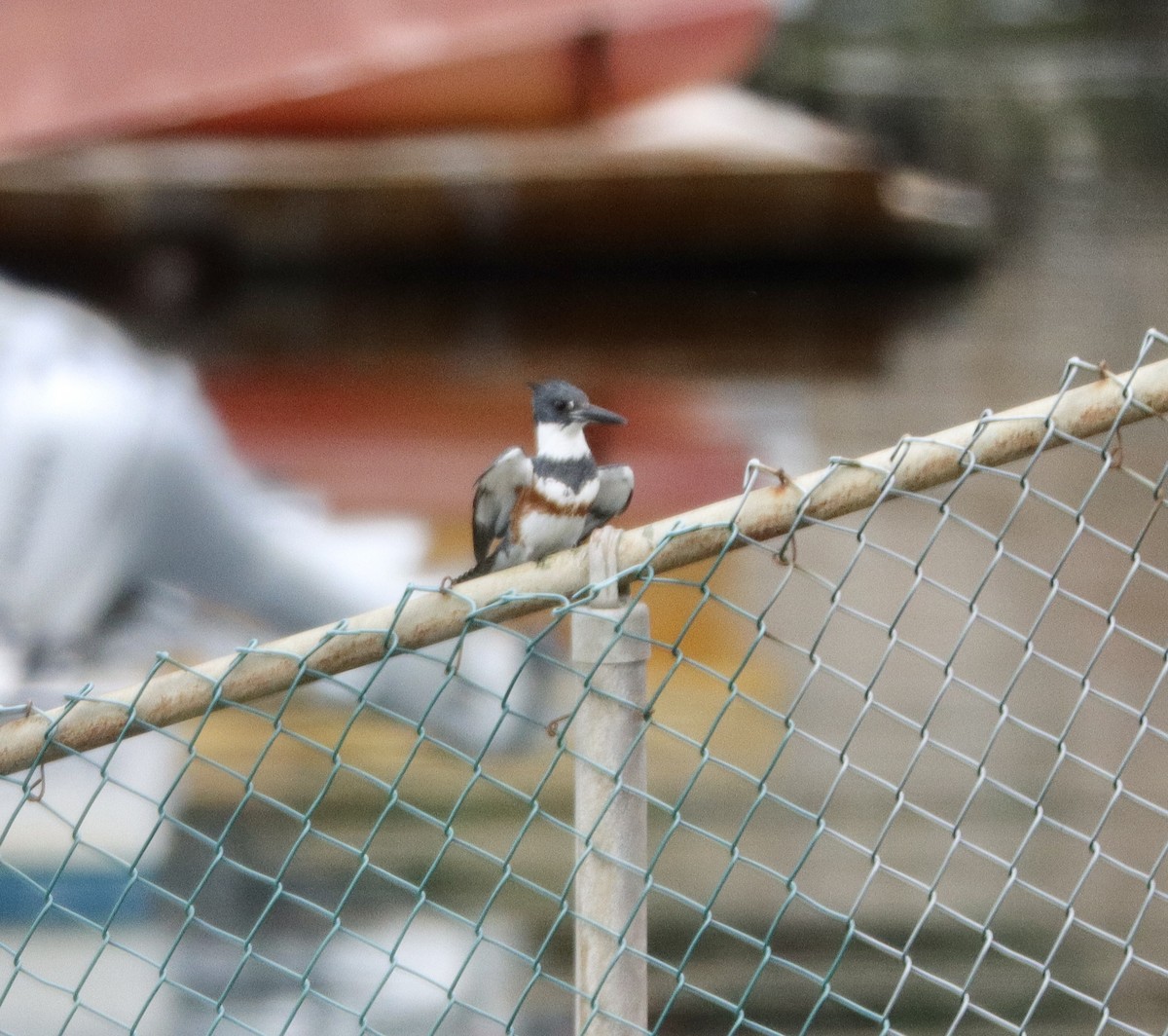 Belted Kingfisher - ML530053111