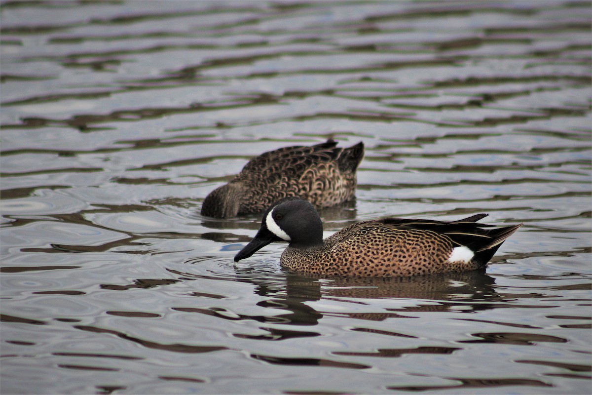 Blue-winged Teal - ML530054811