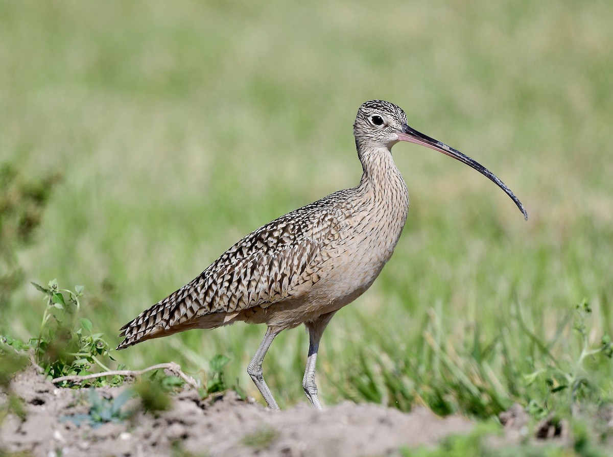Long-billed Curlew - ML530059081