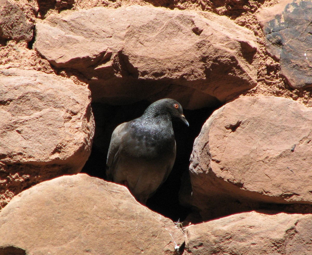 Rock Pigeon - Sheila Hale