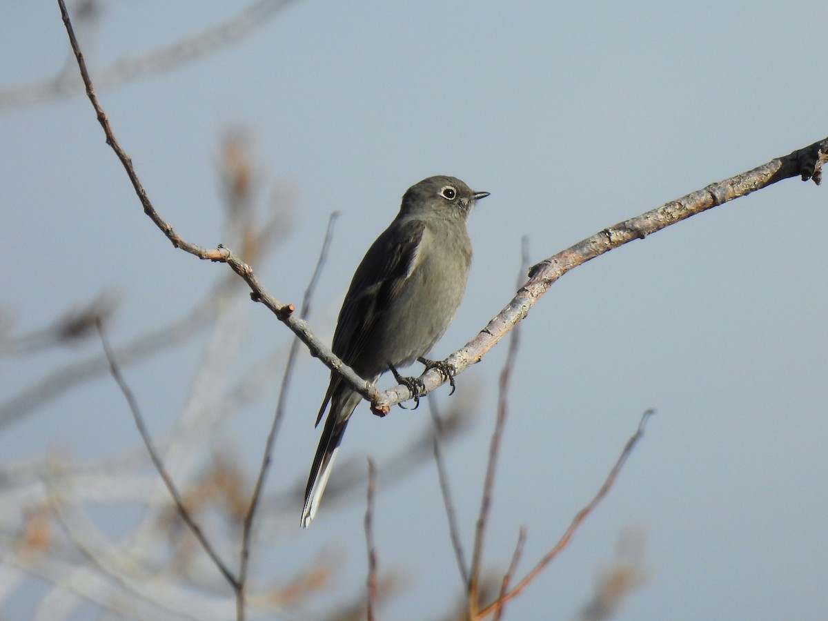 Townsend's Solitaire - ML530065971