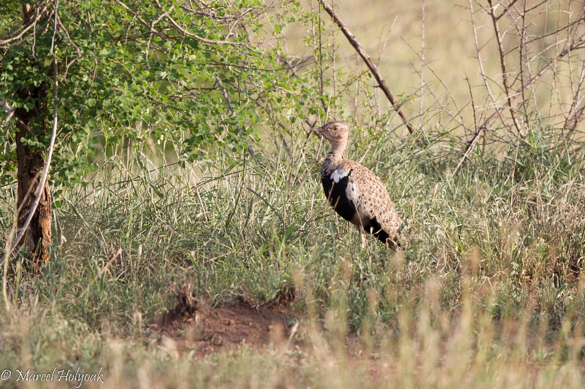 Red-crested Bustard - ML530066271